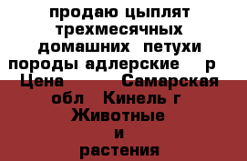 продаю цыплят трехмесячных домашних, петухи породы адлерские 300р › Цена ­ 300 - Самарская обл., Кинель г. Животные и растения » Птицы   . Самарская обл.,Кинель г.